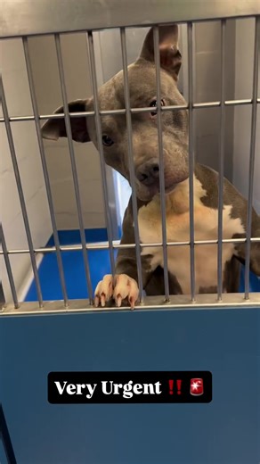 Holly did not do well with other dogs on her evaluation. She is now VERY URGENT ‼️ she needs to be the only dog in the home. That’s very hard to find, so please share this sweet girl far and wide!!! Miss Holly arrived at the shelter the week before Christmas. Her people promised to show up for her. But they never came. So now, this gentle soul sits and waits. Holly is incredibly sweet and loving. She loves people and is big on cuddling. Plus- she’s a good leash walker, knows some commands, and a