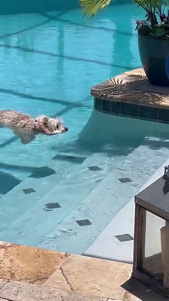 Dog Floats in Swimming Pool in Hilarious Video