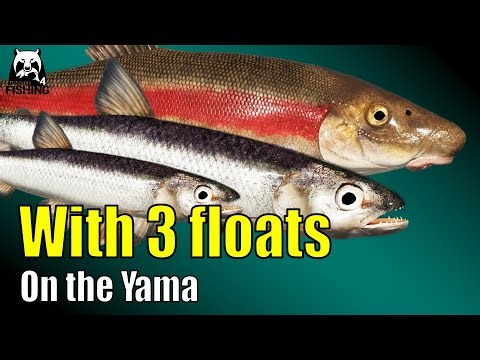 Russian Fishing 4 – Yama River – Make silver with 3 floats! Telescopic rod, Bolo or match rods #rf4