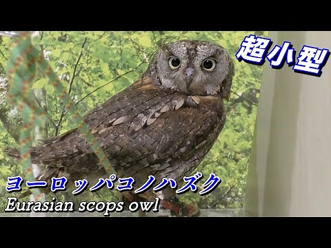 【フクロウ】ヨーロッパコノハズクの生態〜超小型の猛禽類 その正体と可愛さ 〜（Eurasian scops owl）