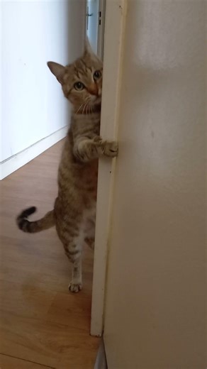 Un petit curieux qui joue à cache-cache ! 😺✨A curious little friend playing hide-and-seek! 😺✨ #cute