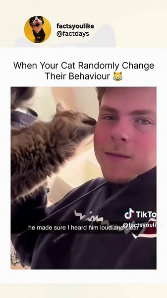 Hilarious Cat Behavior Changes That Will Make You Laugh