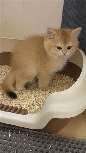 Help! My kitten's pooping posture is making me laugh so hard!