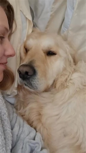 This dog is not "just a dog"! #dog #goldenretriever | Bailey the Golden