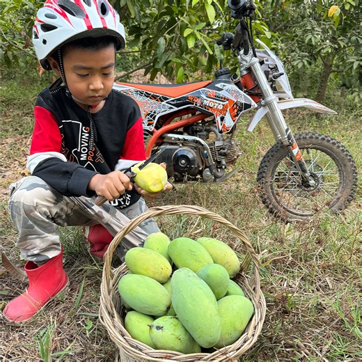 Cute Spider man harvest mango and cooking Chef Seyhak | FOOD & COOK