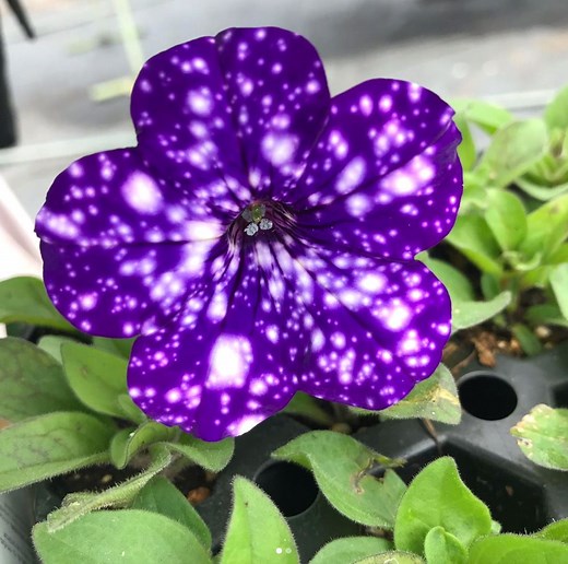 How to Plant and Grow ‘Night Sky’ Petunia