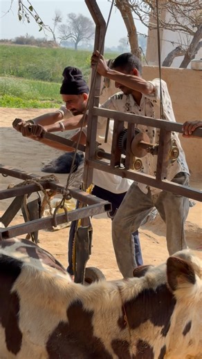 Explane cow liftter machine !!