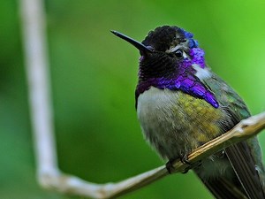 5 Species Of Hummingbirds In Alaska – Picture And ID Guide