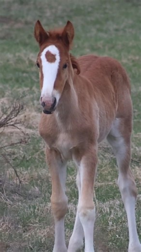 a sweet edition to Albertas wild horse herds