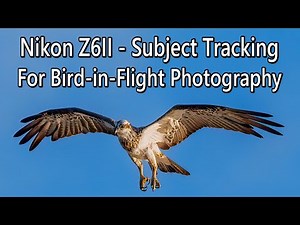 Nikon Z6II - Subject Tracking for Bird-in-flight Photography