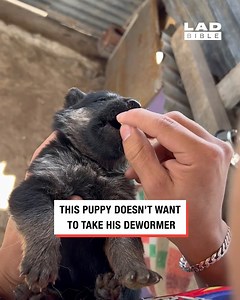 618K views · 10K reactions | I don't think this puppy was a fan of its dewormer  | LADbible New Zealand | Facebook