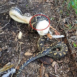 Python Eats Muscovy Duck Join our group : Animal World . Thank you so much ! #animals #fighting #amazinganimal | Wild Animals