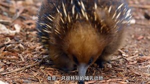 四不像针鼹是卵生哺乳动物，龙虱潜水自带氧气罐，巨鞭蝎会喷醋