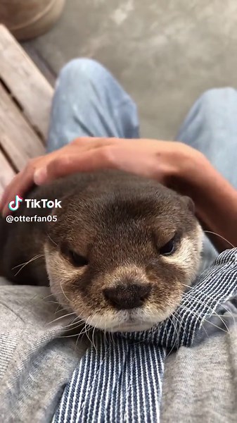 Cuddling Otters: Day 416 of Otter Tok