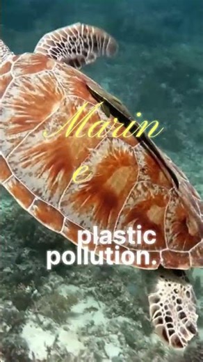 Protect the Ocean 🌊 | Don’t Throw Plastics | Ocean Pollution Explained
