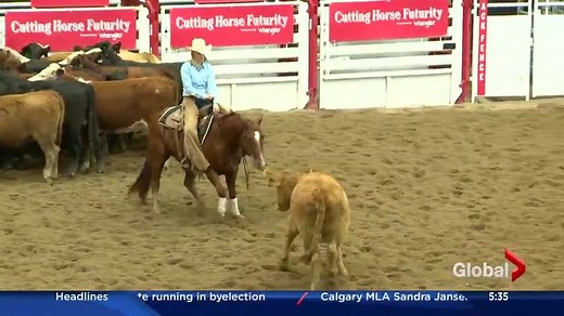 WATCH: A cutting horse competition is being held at the Calgary Stampede this week in the Agrium Western Event Centre. Doug Vaessen has details. | Global Calgary