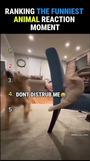 Funny Animals Reaction Moment 😂🤣 #Shorts