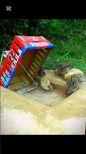 Birds trapping #birds #wildliferescue #animaltrap #wildlife #birdtrap #animals #attractbirds #for