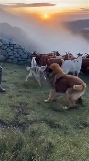 Estrela Mountain Dog: Guardian of the Portuguese Highlands