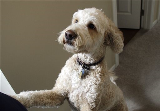 Scientists Eye a Problem With Trendy Doodle Dogs