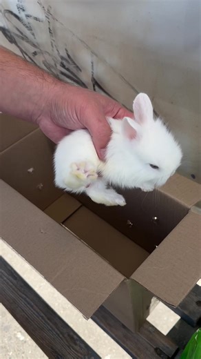 #babybunny #bunnytok #bunniesoftiktok #petsoftiktok #rabbitsoftiktok