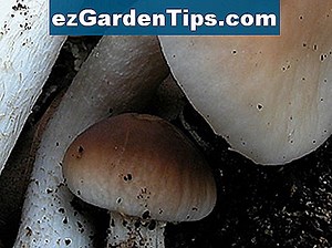 Identificazione dei funghi di corallo 🌱 Consigli Giardinieri - It.ezGardenTips.com
