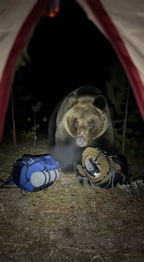 Real Footage: Tourists Face a Bear in the Middle of the Night 😱