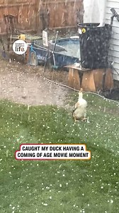 Duck embraces hailstorm | Lessons Learned In Life