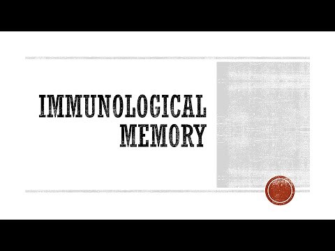 Immunological Memory