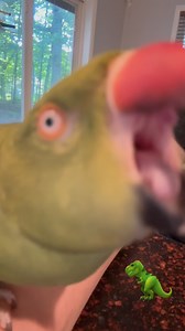 46K views · 2.4K reactions | Practicing her “hi”’s (and Beaker gets a participation kiss!) #talkingbird #talkingparrot #birdsofinstagram #parrotsofinstagram #cuteanimals #funnyanimals #parrot #irn #babyanimals #family #kisses | Beakybeaker | Facebook