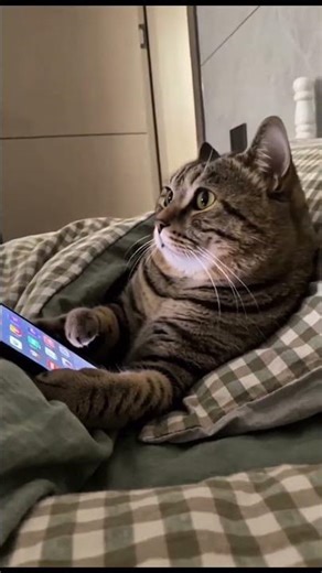 Cat Watching Phone 📱🐱 | Cute Funny Moment #funnyanimals #automobile #dadlifematters #funnyvideos