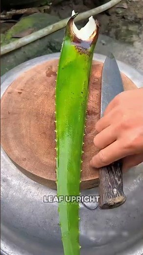 The Secret Way People Eat Aloe Vera Safely!