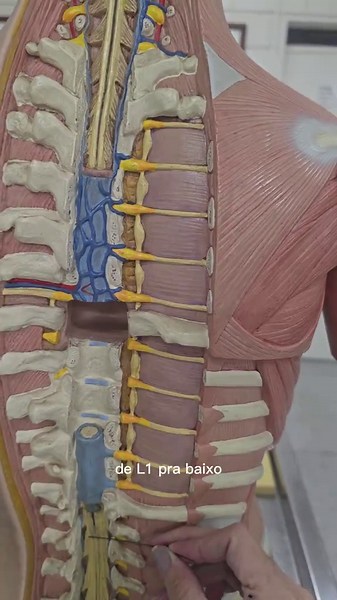Anatomía de la Médula Espinal y Sistema Nervioso