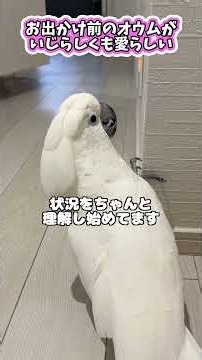 ママに行ってほしくないオウムに、パパが余計なひと言を… #shorts