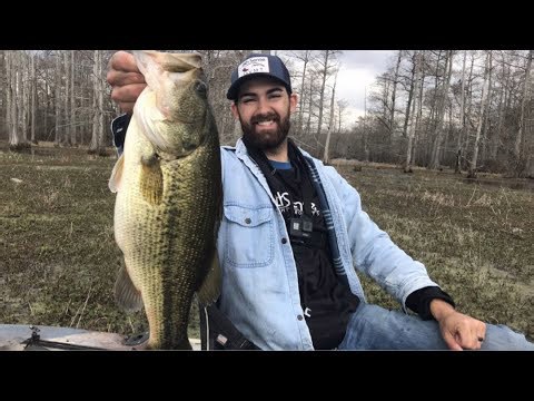Legendary all time best bait lands giant largemouth bass
