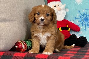 Canyon - Cavapoo Puppy 582831