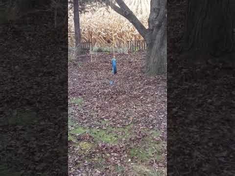 The Blue Tire Swing #1