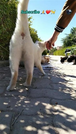 So Cute 😻🐈 #CatsofAmerica #CatsofCanada #CatsofEurope #KittyTV #CatLoversUnite #cat #CatChannels