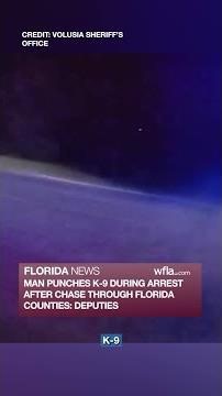 Man punches K-9 during arrest after chase through Florida counties, deputies say