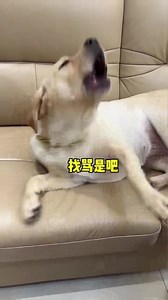 The dog is speechless inside #funnyvideo #cutedogs #reelsoftheday #reelsviralfb #funny #funnyreels #viralreelsfb #puppy #doglover #funnymeme #dog #pet #reelsvideoシ #fun #dogsofinstagram | Annie