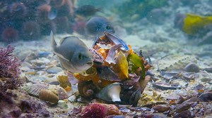 The octopus shell suit