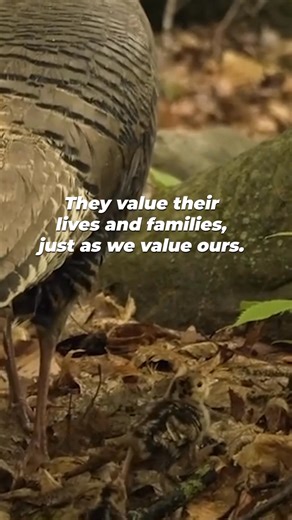 Let turkeys grow old by keeping them OFF of your #Thanksgiving plate 🫶🦃 | PETA (People for the Ethical Treatment of Animals)