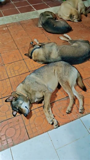 sleeping dogs 😴🐶☺️ #petshub