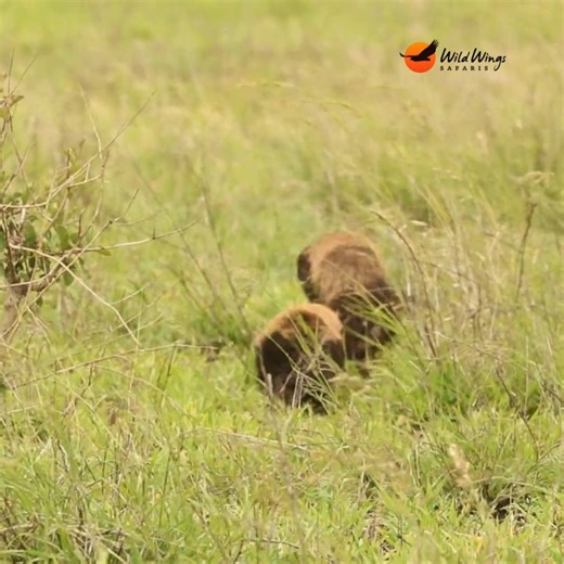 Despite its short legs and strange trotting gait, the iconic honey badger made it into the Guinness Book of World Records as the world's most fearless animal. We don't often come across the elusive honey badger on safari, so you can imagine how special it was for us to catch a glimpse of this mother and her youngster. 📹 Simon Vegter | Wild Wings Safaris
