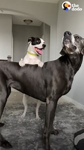674K views · 10K reactions | Great Dane sneaks next door to ask the neighbor dog to play | The Dodo | Facebook