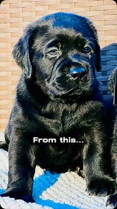 5 weeks to 13 months! #puppy #puppylove #labrador #lab #englishlab #doggo #puppygram #blacklab #puppylife #labrador #labradorretriever #blacklabrador | Summer Hill Labradors