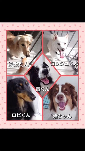Dogゆいまーるユーリア on Instagram: "2/14 ロッシュくん🐶渚ちゃん🐶颯太くん🐶雷くん🐶ロビくん🐶 【ロッシュくんエリアを分けて他の子がいても自ら落ち着く事も早くなりましたので次のステップ他の子と遊んだ後に落ち着く事へ🙌渚ちゃんは激しい動きですが🤣小さい子にも上手に遊んでくれます☺️颯太くんも慣れてきて自分から近づく事も増えましたね👍️初保育園の雷くんは美らや他の子達にドキドキ！固まって動けず💧少しずつ慣れていけると嬉しいです😊ロビくんはお久しぶりのホテル🐾来られるとハウスへ避難🏠️まだまだ緊張。ゆっくり思い出してくれるかな？🤗 大きさも性格もバラバラ😁賑やかな1日になりました🐶♪】 #犬の保育園 #ドッグホテル #トレーニング #Dogゆいまーるユーリア"