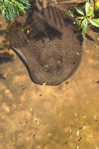 A giant, round fish is hiding in the bushes. #animals #unique #fishing