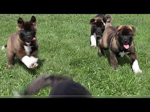 AKC Registered Akita Puppies For Sale Millersburg, OH