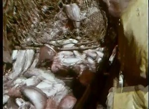 Ever wanted to see a day in the life of a Gloucester Fisherman? How about one from 1967? Follow Silverio Gaspar a 35 year fishing veteran with his crew made up of Italian and Portuguese fisherman. They travel from Gloucester out to sea, to Boston Harbor and back home. What an incredible story of the life they lived. #ourpeopleourstories #gloucester400 | Gloucester 400